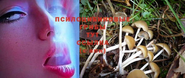 ГАЛЛЮЦИНОГЕННЫЕ ГРИБЫ Бородино