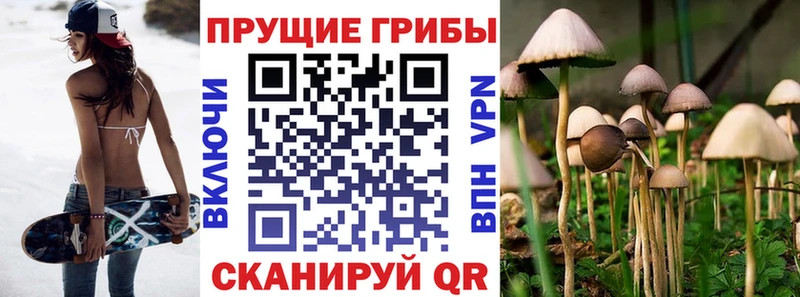 Галлюциногенные грибы Psilocybe Верхотурье